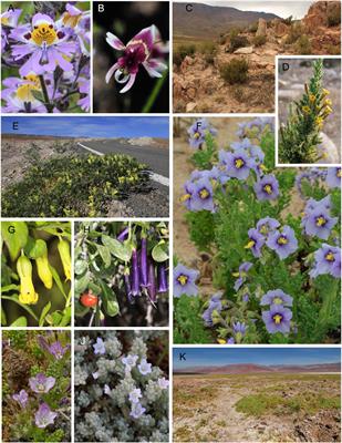 Diversity and Conservation Gap Analysis of the Solanaceae of Southern South America